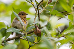 Juvenile Robin in transition
