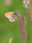 Small Heath butterfly, Yorkshire Wolds, Huggate