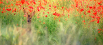 PANORAMIC portfolio