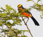 Yellow Crowned Gonolek