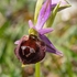 Shield Ophrys (Ophrys argolica ssp. biscutella also Ophrys biscutella or O. crabronifera ssp biscutella