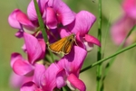 Small Skipper