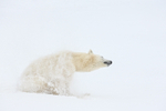 Polar Bear shakes off snow, Churchill, Canada