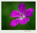 Geranium palustre