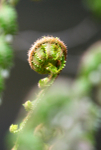 Fern   _ WOOD_025
