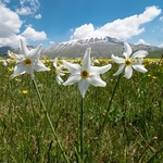 Wild Tulips (Tulipa sylvestris ssp australis) growing with Poet's Narcissus (Narcissus poeticus