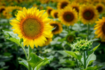 Savoring the Sun