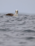 Salvin's Albatross on ocean swell, Pacific Ocean, Chile