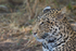 Leopard Youngster 3