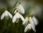 Churchyard Snowdrops