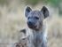 Lookout Hyena