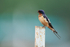 Barn Swallow (male) perched, Minnesota, USA