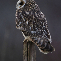 Short Eared Owl perched on a post