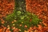 Tree Trunk and Fly Agaric Toadstool HDR