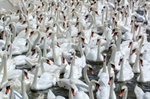 Swans