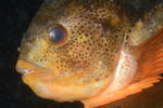 Cyclopterus lumpus