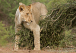 Playful lion on a bush
