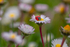 In the world  of Ladybirds