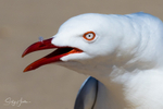 Gull Squark 5