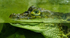 Crocodiles and Monitors-12