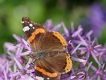 Red Admiral?