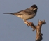 Ruppell's Warbler