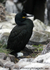 SBC012: Shag with egg