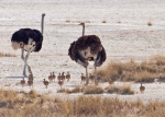 Large Osterich Family, Namibia
