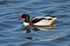 Shelduck