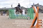 CLASS 2 Club/ Unaffiliated 80cms Open portfolio