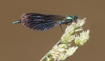 Beautiful Demoiselle