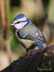 Blue tit