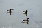 Pale-bellied Brent Geese