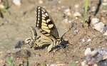 Swallowtail Butterfly