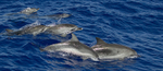 ATLANTIC SPOTTED DOLPHIN