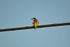European Bee-eater