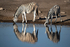 Burchills Zebra  (drinking)