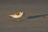 White-fronted Plover scuttling rapidly across the beach