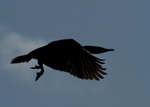 Black Bird