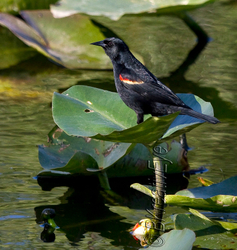 Birds 154