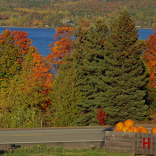 Autumn Festival - Pumpkins for Sale - New Brunswick Canada