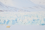 Polar Bear cub, glacier background, Svalbard, Norway