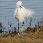 2nd PDI Little Egret Liz Wallis