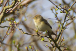 Singing Chiffchaff at Otmoor