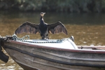 Cormorant 15