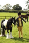 In Hand Pony & Youngstock Supreme Championship portfolio
