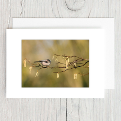 Long Tailed Tit
