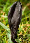 Earthtongue