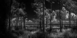 Through the Cypress II