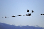 Common Cranes